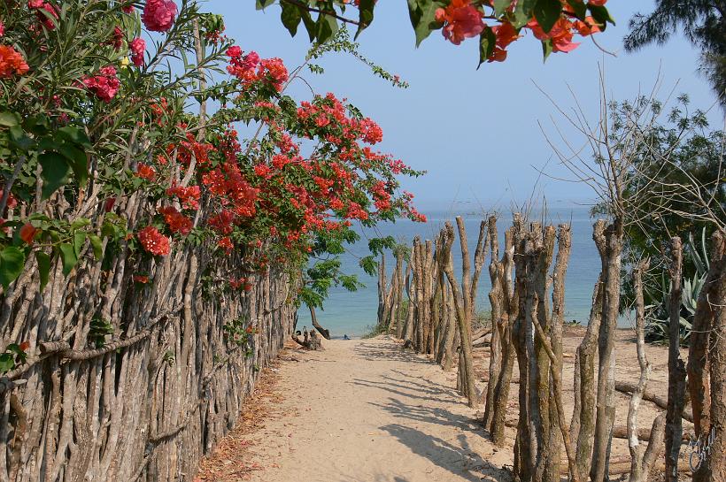 P1090319.JPG - Un petit chemin menant à la plage de Ifaty (sud-ouest de l'île).