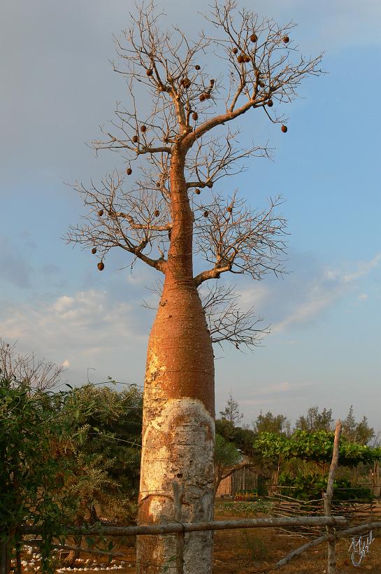 P1090433.JPG - Visite du parc protégé des Baobabs à Tigally. Six des sept espèces recensées dans le monde, poussent à Madagascar. Certains spécimens ont plus de 1000 ans d'âge.