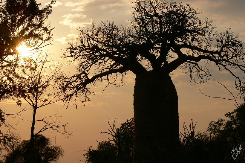P1090436.JPG - Tout du baobab se mange ou se transforme. Les feuilles, les plantules et les racines se consomment comme légumes, la pulpe du fruit est riche en vitamine et les graines noires fournissent une huile comestible.