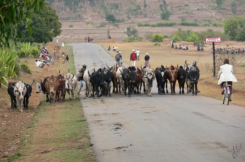 P1090835.JPG - Certains paysans du sud du pays mettent 2 mois de longue marche avec leurs bêtes, pour aller les vendre au plus grand marché de zébu de Madagascar.