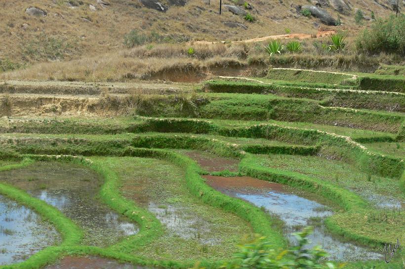 P1090916.JPG - La culture du riz joue un rôle primordial dans la vie malgache. Il est l'aliment de base de la population.