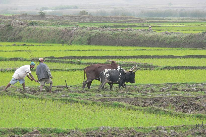 P1100050.JPG - Zébus labourant des rizières près de Ambositra.