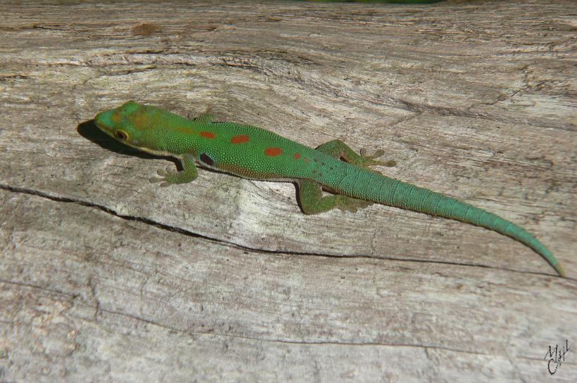 P1100692.JPG - Le gecko vert vif (Phelsuma) est un des rares de l'espèce à se montrer en plein jour.