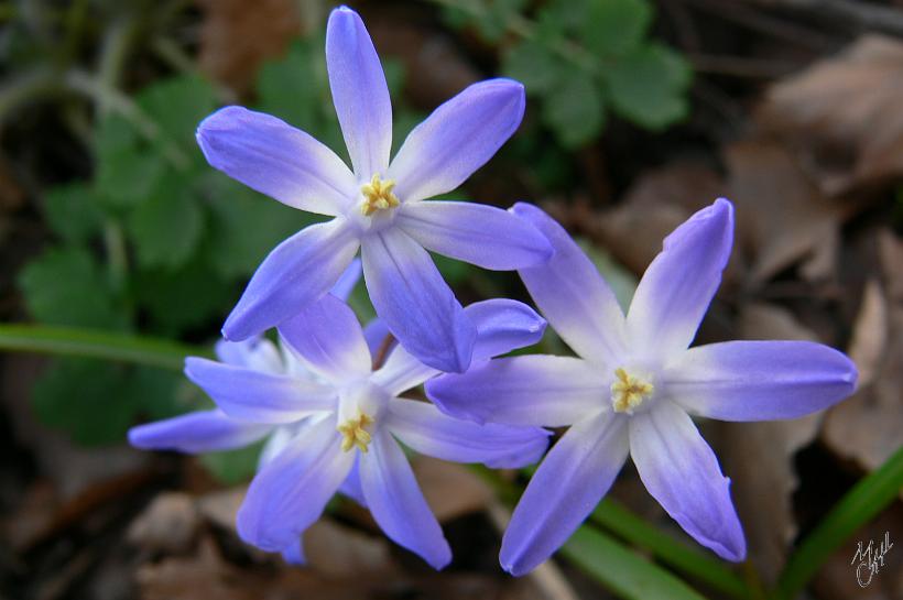 P1120390.JPG - Des fleurs -Chionodoxa- aussi appelées Gloire des neiges. Il leur faut un hiver très froid afin de pouvoir fleurir au printemps.