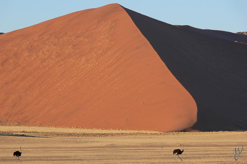 P1130118.JPG - Le désert de Namib est considéré comme le plus vieux désert du monde (80 millions d'années). Il s’étend sur une bande côtière qui longe l’océan Atlantique sur près de 2.000 km le long et de 80 à 160 km de large.