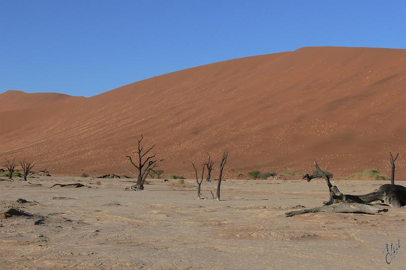 P1130155.JPG - Cette partie du désert est appelée Deadvlei (lac mort).