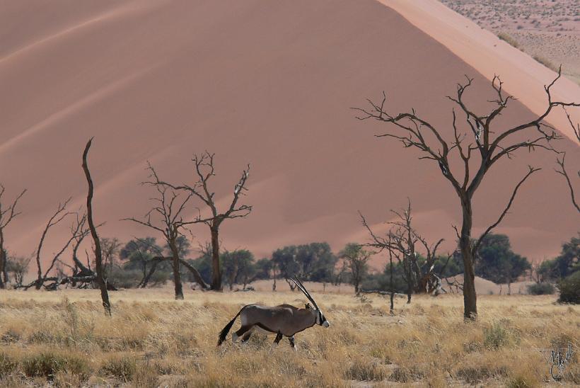 P1130318.JPG - Un Oryx. Il fait partie de la famille des antilopes et peut vivre plusieurs jours sans boire. On raconte que des Oryx on déjà réussi à tuer des lions avec leurs cornes pointues de plus de 1m de long.