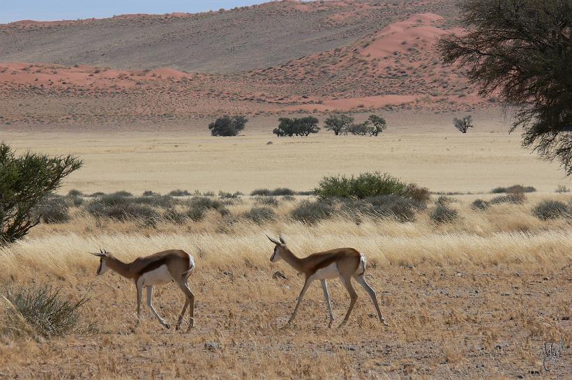 P1130320.JPG - Le Springbok. Cette gazelle peut courir à plus de 80km/h, sauter à des hauteurs de 3,5m et bondir sur des longueurs de 15m. Il mesure env. 80cm et pèse jusqu'à 50kg. On le trouve partout dans le pays.