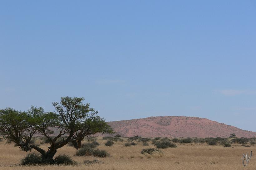 P1130368.JPG - La savane Namibienne. Plusieurs espèces d'arbres ont la possibilité de stocker l'eau dans leur tronc pendant plusieurs mois pour résister à la sécheresse. La plupart des herbes meurent mais leurs graines renaissent aux premières pluies.