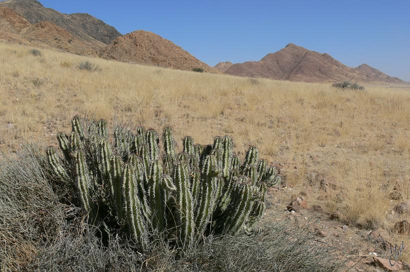 P1130397.JPG - Cette plante ressemble à un cactus, mais elle appartient à la famille des euphorbes (plantes grasses que l'on trouve aussi en France). Extrêmement toxique, elle était utilisée par les bushmen pour enduire la pointe de leurs flèches.