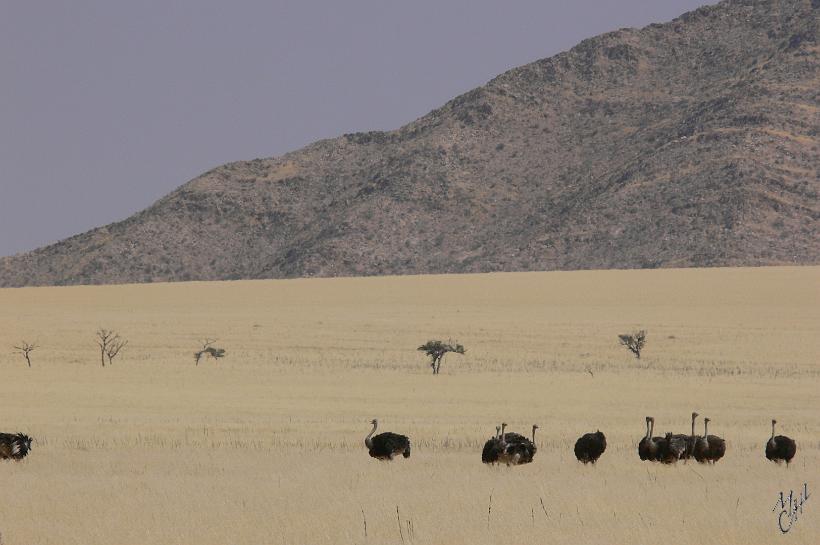 P1130488.JPG - Les autruches se rencontrent partout en Namibie. Elles vivent en groupes de plusieurs individus. C'est le plus gros oiseau actuel. Il est également le plus rapide, avec une vitesse qui peut atteindre 70 km/h.