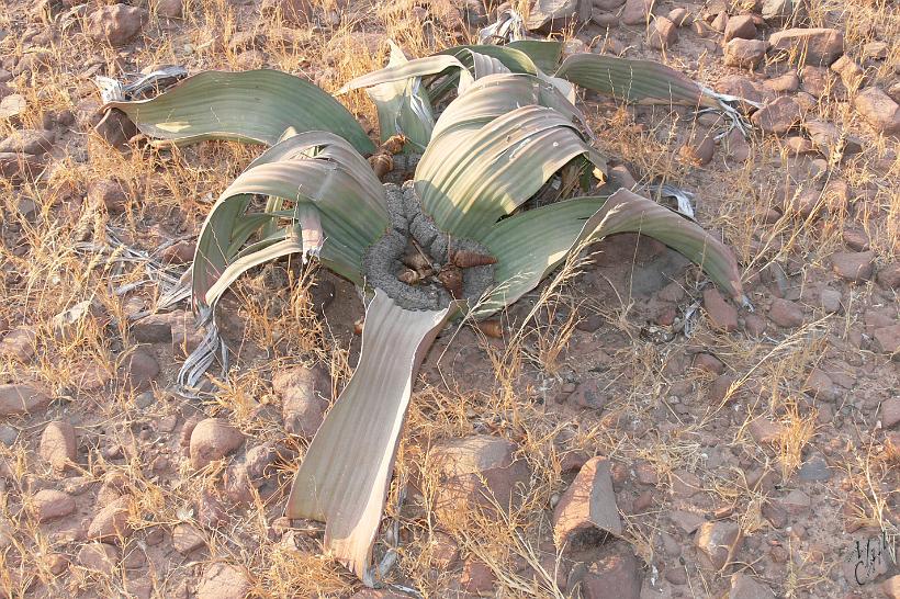 P1130805.JPG - La Welwitschia mirabilis qui est endémique au désert de Namib. Cette plante rare ne possède que deux très longues feuilles (qui se fendent en plusieurs lambeaux) et peut vivre jusqu’à 2 500 ans.