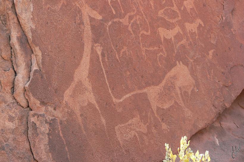 P1130850.JPG - Les gravures sur roche de Twyfelfontein. La plupart représentent des rhinocéros, des éléphants, des autruches et des girafes, ainsi que des empreintes de pas d’hommes et d’animaux. Ici pas de pluie, de vent ou de tempête de sable. Ces gravures sont quasi dans leur état originel depuis plus de 6000 ans.