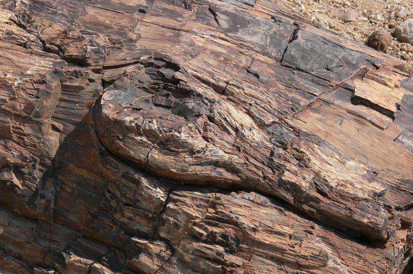 P1130903.JPG - La qualité de ces fossiles rend les anneaux de croissance clairement visibles. Ici le noeud d'une branche et l'écorce. Même de très près on dirait du bois, mais c'est bien de la roche. Certains troncs ont 30m de long. Leur âge est estimé à environ 260 millions d'années.