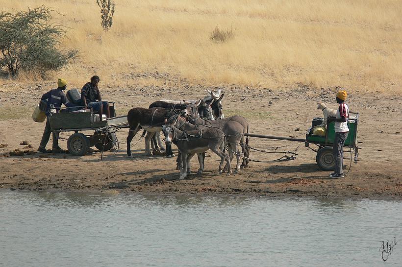 P1130977.JPG - De jeunes fermiers vont chercher de l'eau avec leur charrette à ânes. Leur village se situe à plus de 5km. Cette eau est destinée à leur consommation personnelle ainsi qu'aux quelques chèvres et vaches qu'ils élèvent.