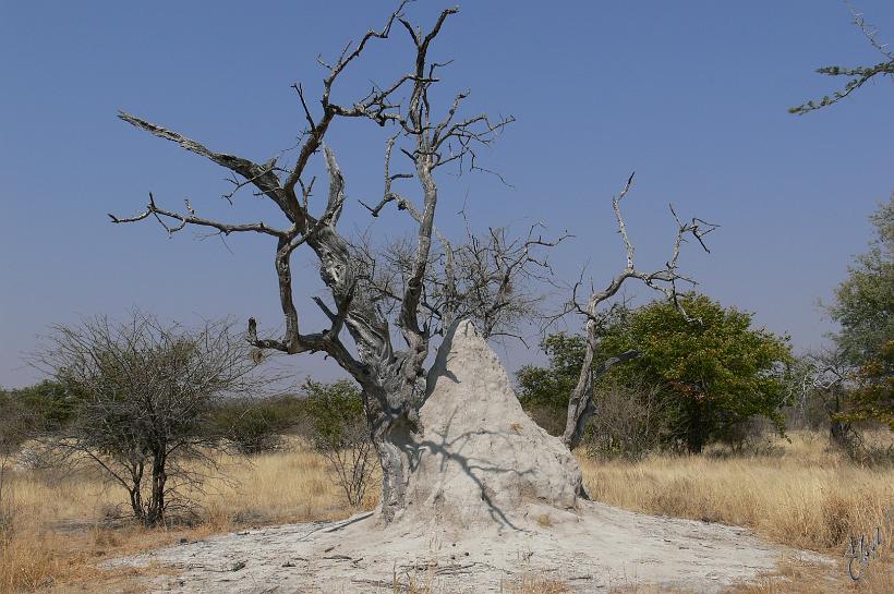 P1140095.JPG - Les termites sont très importantes dans cet écosystème en transformant et en aidant la décomposition de l’herbe vieille et sèche qui ne pourri quasiment pas avec le climat très sec et chaud.