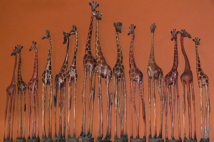 P1140157.JPG - Un troupeau de girafes dans la Toshari Lodge, près de Etosha