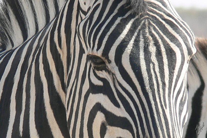 P1140282.JPG - Il existe trois sortes de zèbres : le zèbre des montagnes, de Grévy et de Burchell (ou zèbre de plaine). On les distingue par la forme de leurs rayures. Le plus répandu en Namibie est le zèbre de Burchell. Il y en a 6000 dans le parc Etosha.