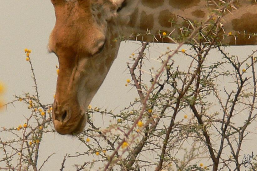 P1140473.JPG - La girafe a la langue la plus puissante, la plus coriace et la plus longue (55 cm). Elle peut l'allonger pour atteindre les pousses les plus tendres entre les barrières d'épines d'acacias.