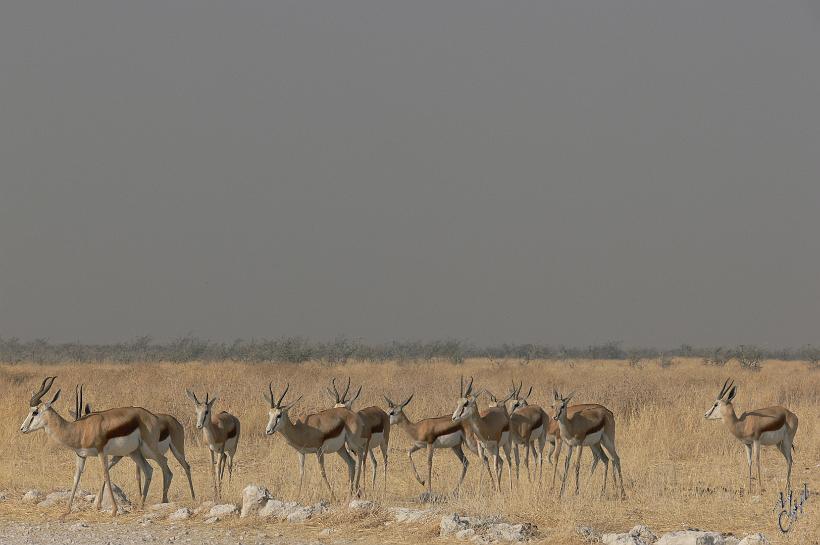 P1140578.JPG - La population de Springbok est estimée à 250.000 animaux, c'est le plus abondant de Namibie. Les Springboks ont le record du plus impressionnant troupeau, avec plusieurs milliers d'animaux.