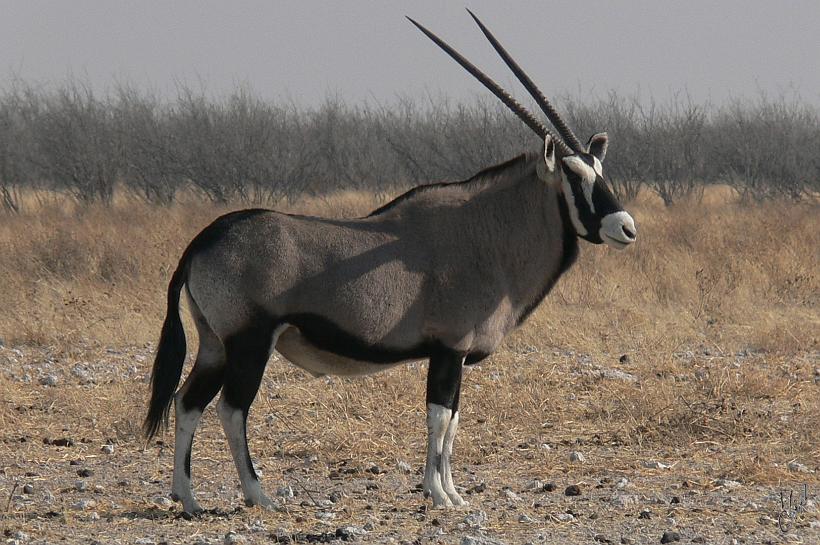 P1140604.JPG - Oryx dans le parc Etosha