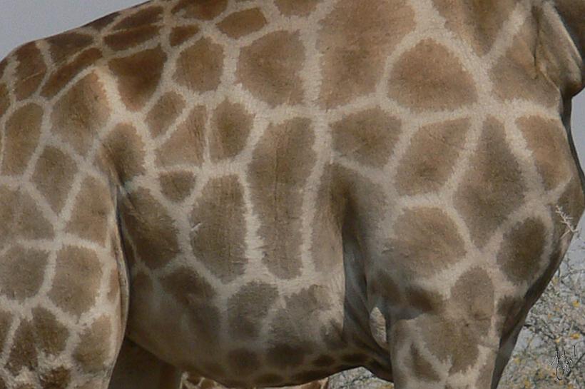 P1140659.JPG - Le pelage de la girafe est à dominante rousse tacheté de jaune. Son ventre est plus blanc.