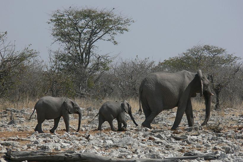 P1140728.JPG - Plus de 2500 éléphants vivent dans le parc national d'Etosha