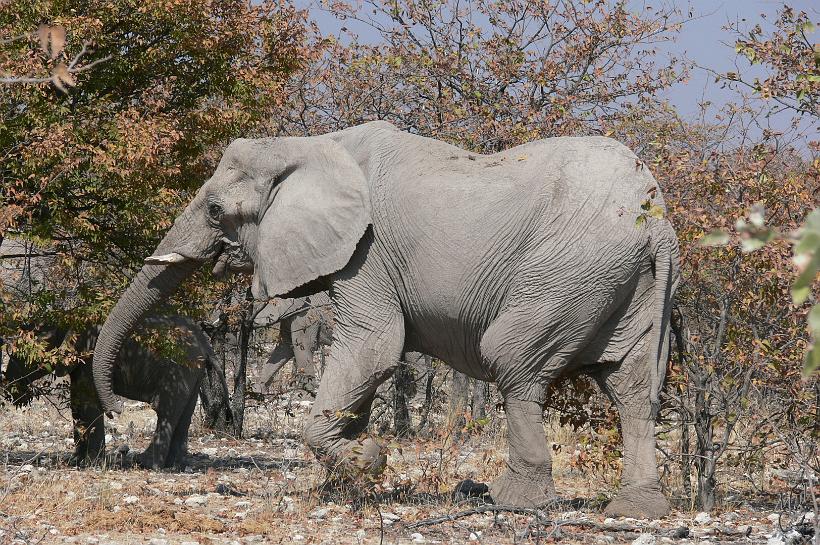 P1140808.JPG - Quotidiennement, il faut à l'éléphant entre 150 et 180 kg de nourriture en saison sèche, et entre 200 et 260 kg en saison des pluies.