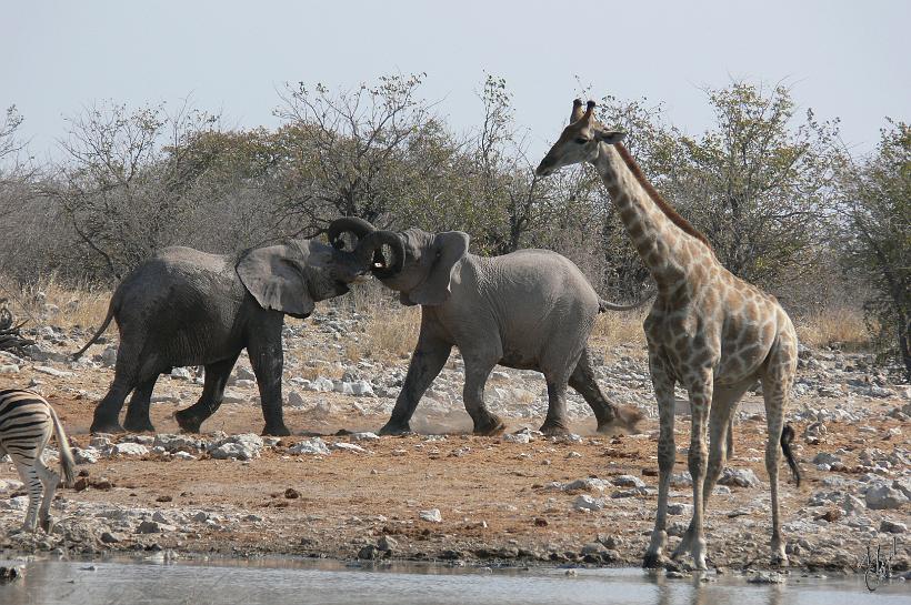 P1140884.JPG - Un éléphant d'Afrique mâle adulte mesure plus de 3 m et pèse plus de 5 tonnes. À la naissance, l'éléphant pèse environ 120 kg