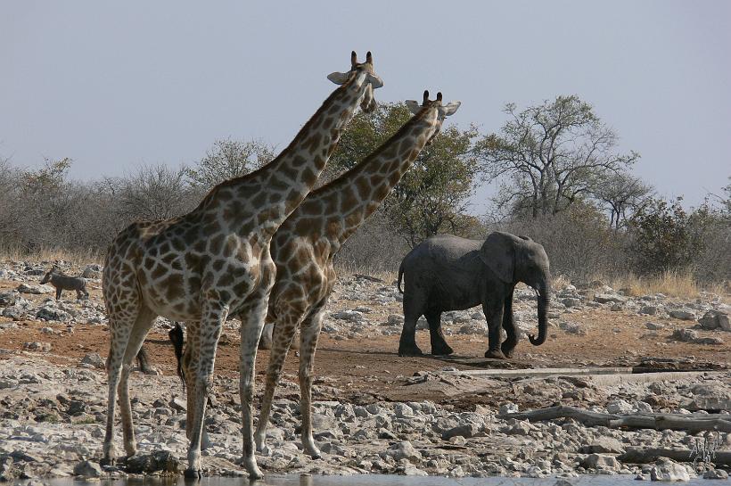 P1140913.JPG - Phacochère, girafes et éléphant. Les plans d'eau attirent du monde ! Il y a plus de 2500 girafes dans le parc.