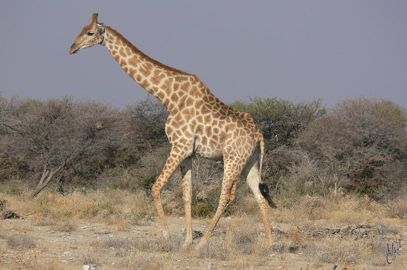 P1150016.JPG - Le mot girafe vient de l'arabe zarāfah signifiant charmante. C'est l'animal le plus grand. Elle peut atteindre jusqu'à 5,50m. Mais son cou a autant de vertèbres cervicales (7, d'env. 40 cm chacune) que celui des autres mammifères. Son poids peut aller jusqu'à 1500 kg pour les mâles.