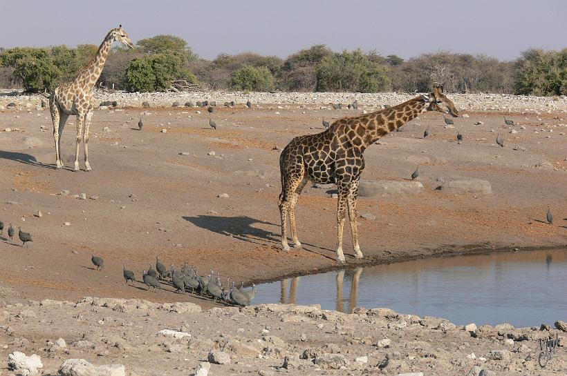 P1150063.JPG - La girafe sait qu'elle est très vulnérable lorsqu'elle doit se baisser pour boire. Ces deux girafes ont passé plus de 30 minutes à observer les alentours et avancer d'une dizaine de mètres...avant de faire demi-tour sans boire une goutte d'eau.