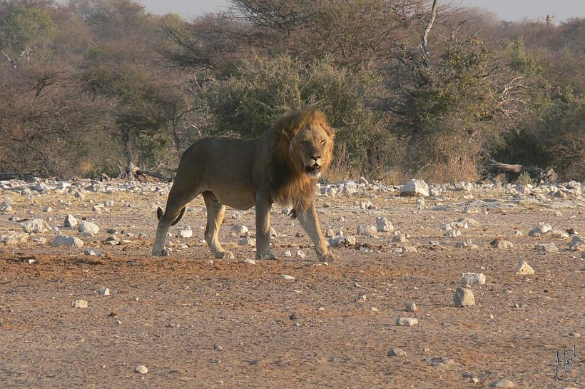 P1150141.JPG - Le roi de la savane s'approche du plan d'eau. Il y a 250 lions dans le parc...et là on comprend pourquoi les gardes répètent à longueur de journée de ne pas sortir de la voiture!