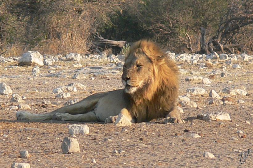 P1150145.JPG - Un mâle adulte peu peser jusque 250kg et mange 7 kg de viande chaque jour. Le lion est inactif de 20 à 21 heures par jour, dont 10 à 15 heures de sieste.
