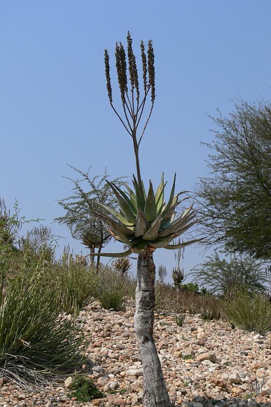P1150581.JPG - Un Aloès ou encore Aloe littoralis - Windhoek Aloe. C'est l'arbre symbole de la ville de windhoek.