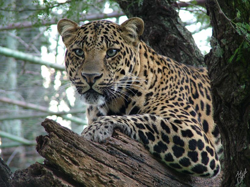 DSCF0211.JPG - Un jaguar à Krugersdorp.