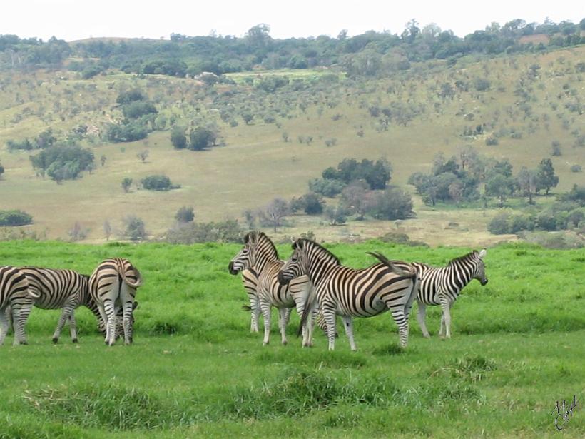 IMG_3778.jpg - Le parc est situé sur un petit plateau surélevé par rapport à la ville de Krugersdorp. C'est dans ces prairies qu'on rencontre les zèbres et autres herbivores.