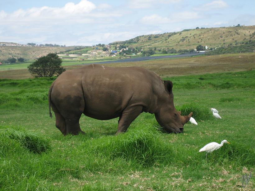 IMG_3788.jpg - Tant que le rhinocéros mange, on peut l'observer de sa voiture.