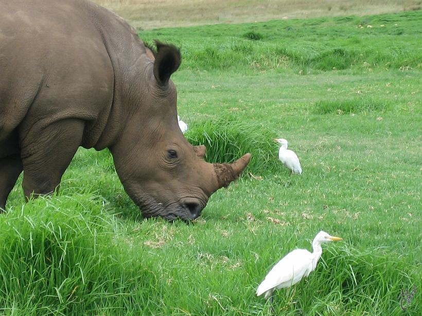 IMG_3789.jpg - Ici vivent des rhinocéros blancs avec les lèvres plus larges (que le rhino noir) pour brouter l'herbe. Il est tout aussi gris que le rhino noir. Son nom vient de la déformation du mot néerlandais -wijde- (large) qui donna -wit- en afrikaans puis -white- en anglais (blanc)