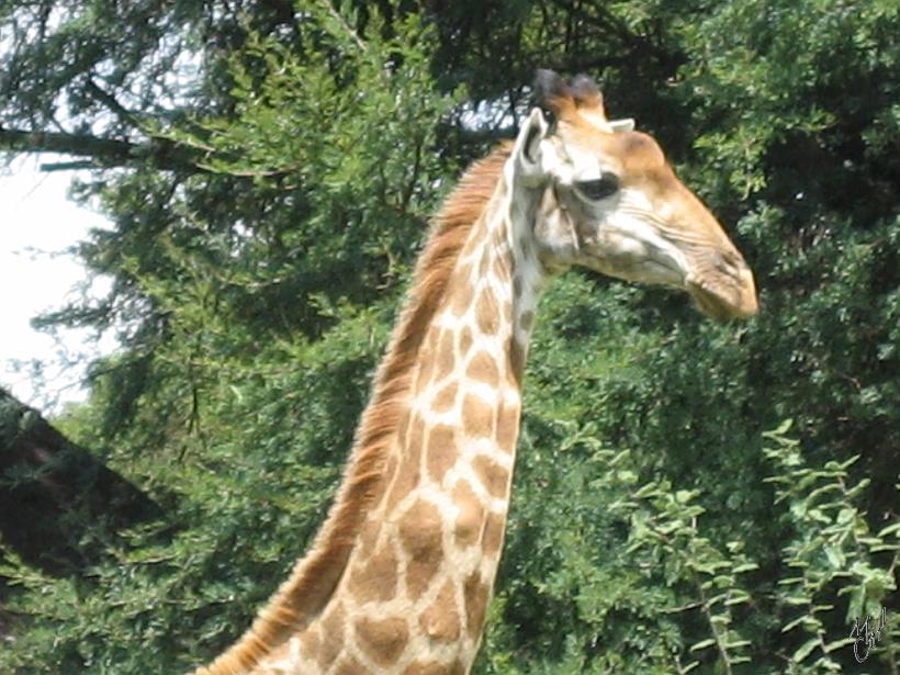 IMG_3836.jpg - Quelques girafes s'approchent tous les jours des bungalows pour se nourrir des feuilles des arbres et des plantes régulièrement arrosées et entretenues par les jardiniers.