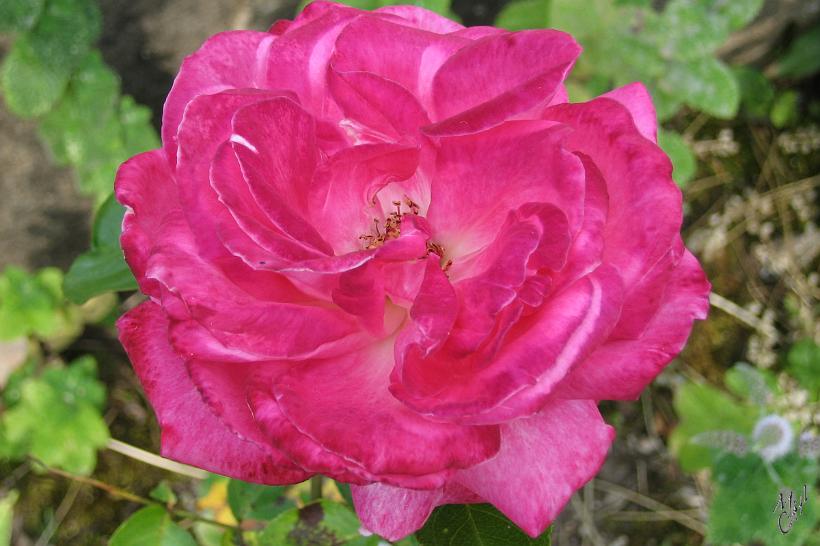 090807_Rchlg_Img_5651.jpg - Roses - Moselle (Rchlg)