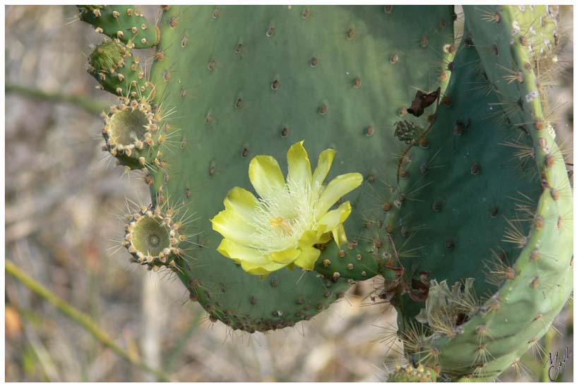 foto10.jpg - Fleur de cactus
