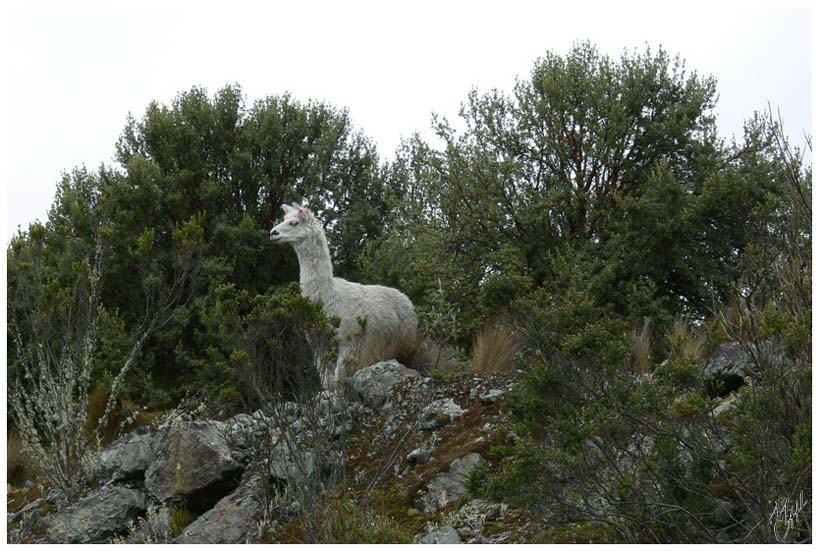 foto110.jpg - Un Lama sauvage dans le Parc National de Cajas (3850m alt.)