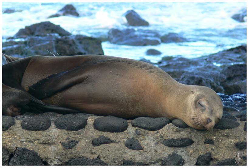 foto12.jpg - Lion de mer. Ils plongent en moyenne entre 30 et 50 mètres pour une durée inférieure à 10 minutes - Santa Cruz, Galapagos.