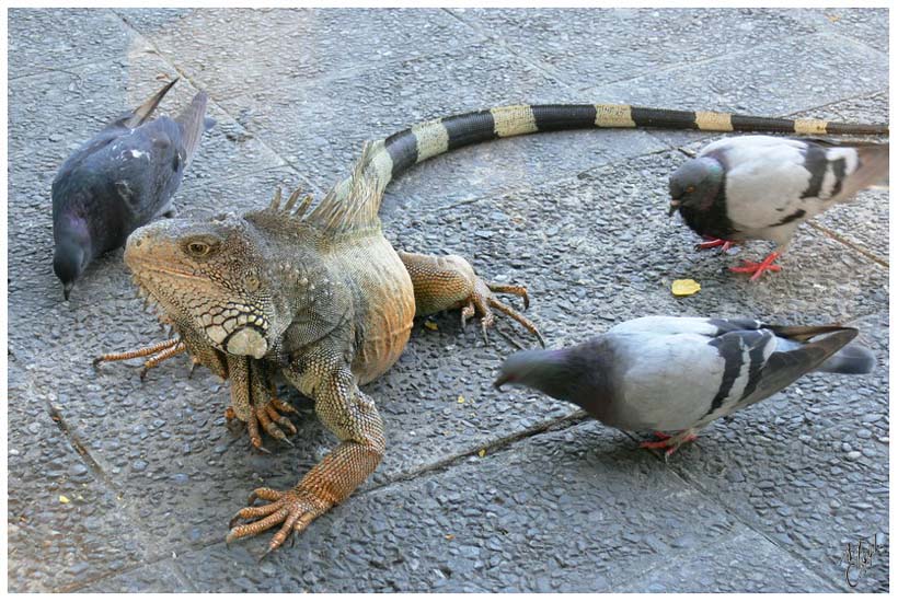 foto124.jpg - Les iguanes se promènent dans le parc et se laissent nourrir comme les pigeons. C'est sûrement pour ça qu'ils avaient l'air plus grands que sur les iles. Les commentaires des Equatoriens rencontrés: "oh, cela fait plus de 20 ans qu'ils sont là...et ils sont très bon à manger !" - Guayaquil, Equateur