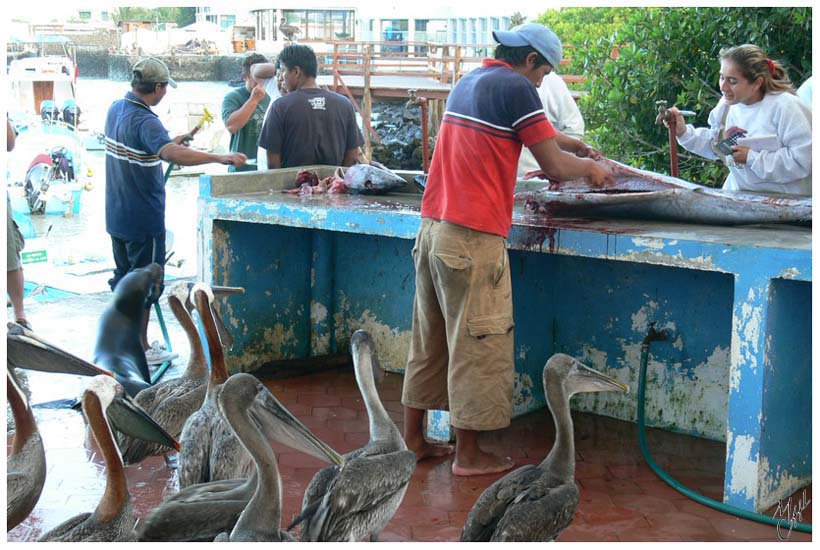 foto16.jpg - Pécheurs - Santa Cruz, Galapagos. Tous les jours, lorsque les thons sont nettoyés avant d'être vendus sur place, les amateurs de restes sont nombreux (lions de mer, pélicans, hérons, mouettes). J'ai vu un pélican essayant d'avaler une tête de thon...impressionnant.