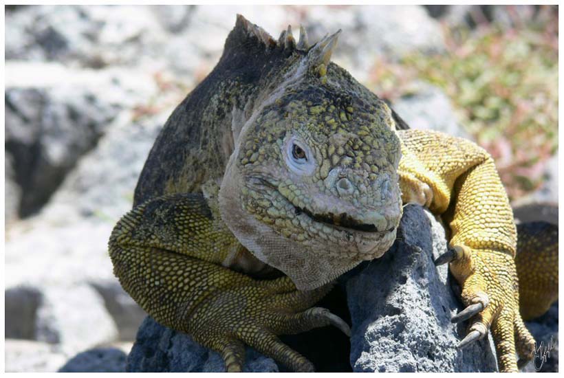 foto24.jpg - Iguane terrestre. Il peut vivre 60 à 70 ans. Il mesure jusque 1,20m et pèse jusque 7 kg - Ile Plazas, Galapagos.