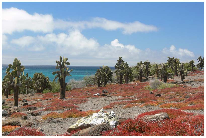 foto25.jpg - Ile Plazas, Galapagos. Elle est recouverte par une forêt de cactus géants et d'algues rouges où vivent de nombreux iguanes.