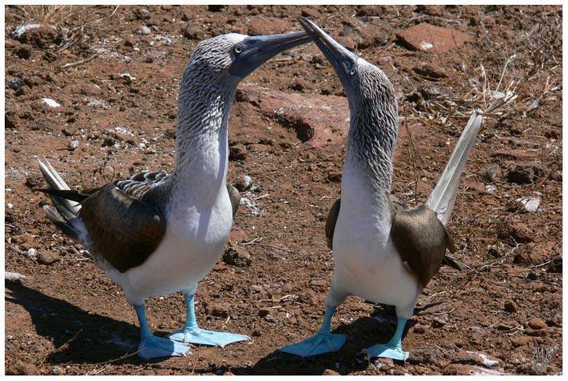 foto27.jpg - Fous à pattes bleues. Pour pêcher, les Fous plongent dans l'eau d'une hauteur de 25m les ailes repliées contre le corps. Certains poursuivent leurs proies sous l'eau, nageant avec les pattes et les ailes à demi-ouvertes - Ile Seymour, Galapagos