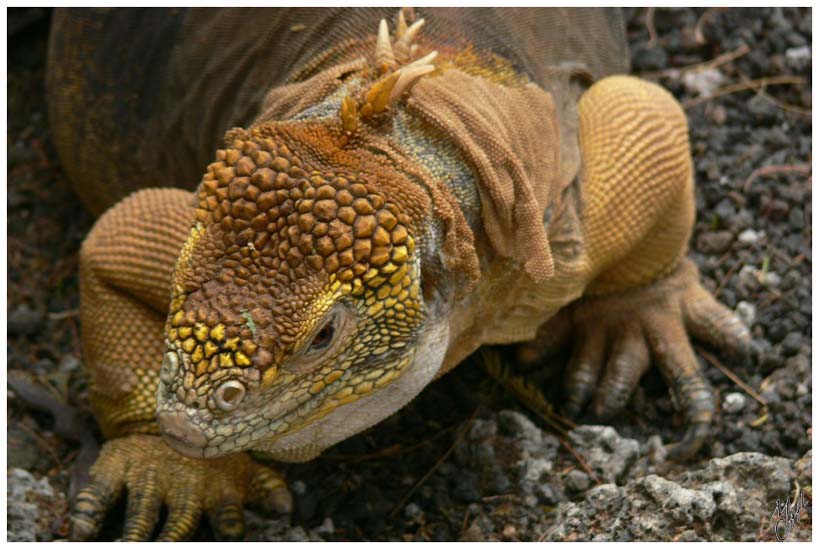 foto3.jpg - Iguane terrestre. Ils se nourrissent principalement des branches et fruits tombés de cactus.